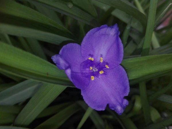 紫露草花语和寓意