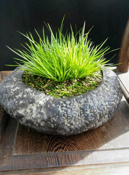 菖蒲盆景图片欣赏