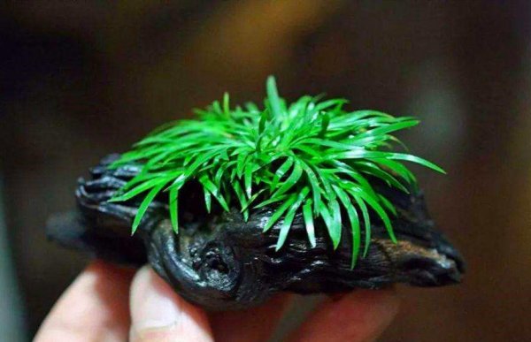 菖蒲盆景图片欣赏