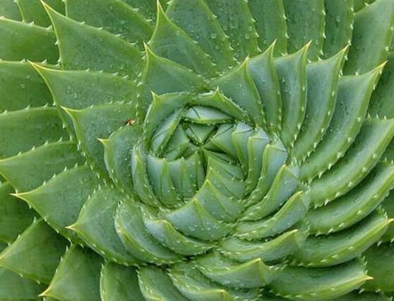 芦荟的花语是什么