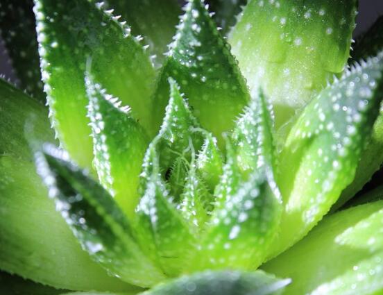 芦荟的花语是什么