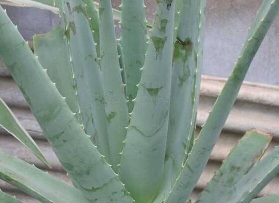 芦荟的花语是什么