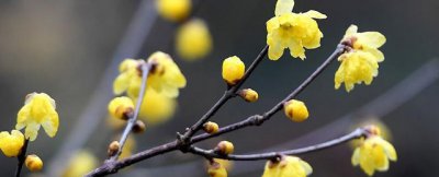 腊梅花花语是什么 腊梅花寓意及代表意义