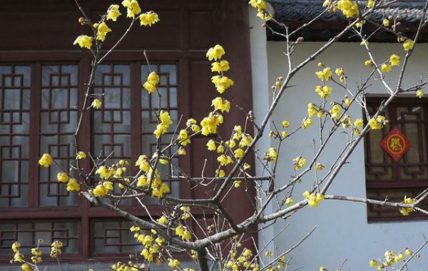 腊梅花花语是什么