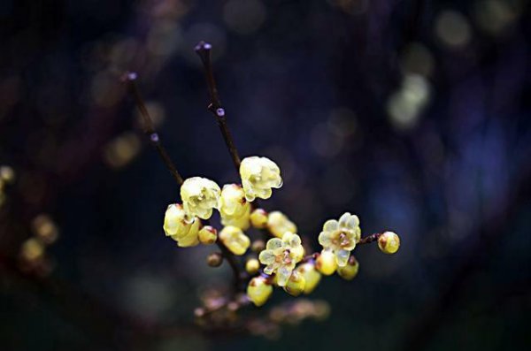 腊梅花花语是什么