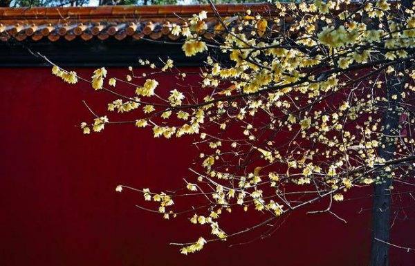 腊梅花花语是什么