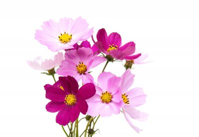 波斯菊的花语是什么 波斯菊的象征和寓意