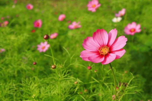 波斯菊的花语是什么