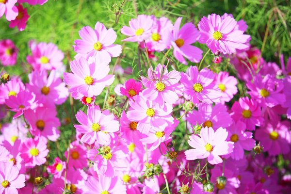 波斯菊的花语是什么