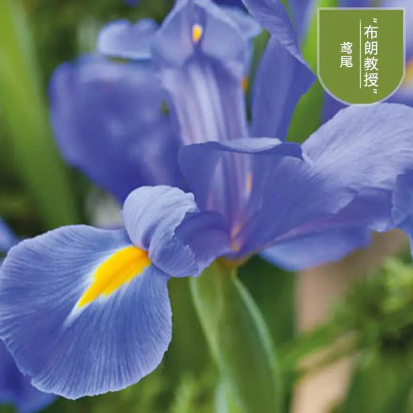 鸢尾的寓意代表什么