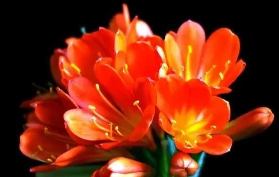 君子兰的花语是什么