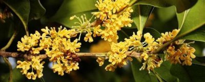 种桂花用什么土最好 桂花种子种植方法讲解