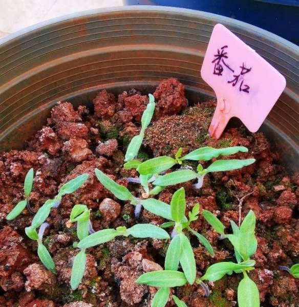 番茄怎么种植