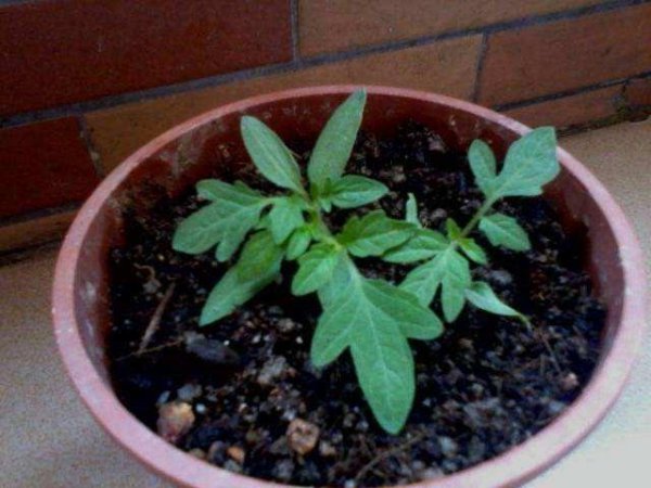 番茄怎么种植