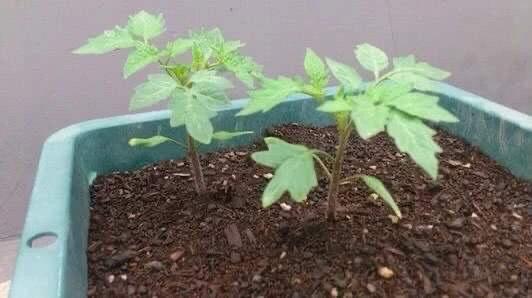 番茄怎么种植