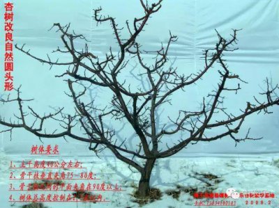 杏树如何剪枝 杏树剪枝时间和方法