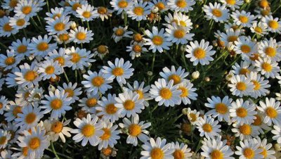甘菊的花语是什么 了解甘菊的象征意义