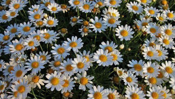 甘菊的花语是什么