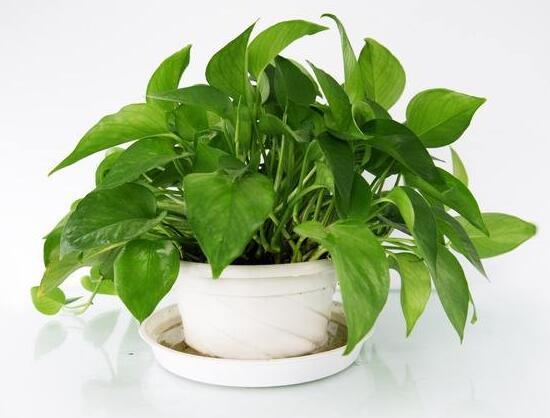 绿萝的花语是什么