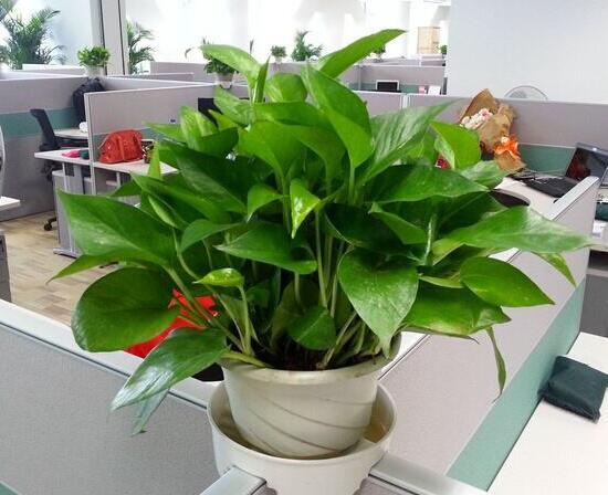 绿萝的花语是什么