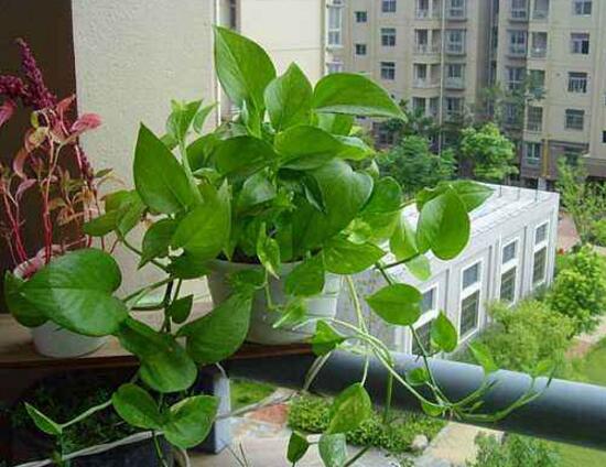 绿萝的花语是什么