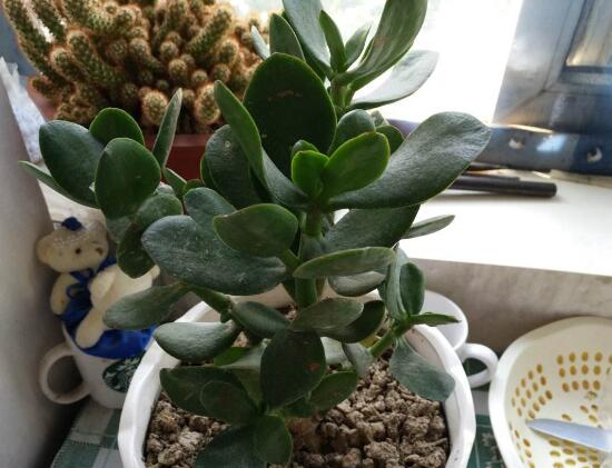 玉树放在家里好吗