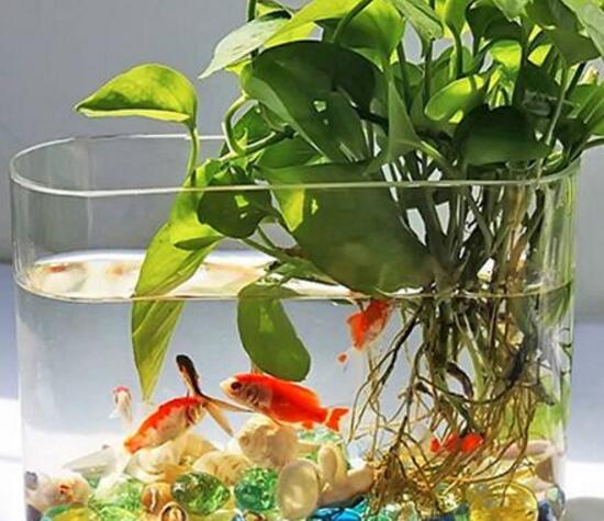 水培绿萝可以养鱼吗