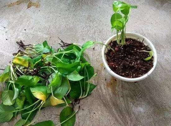 绿萝烂根怎么办