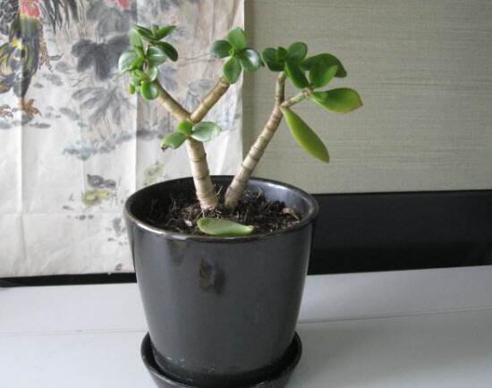 玉树可以水培吗