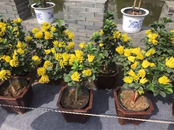 适合家养能净化空气的花卉有哪些