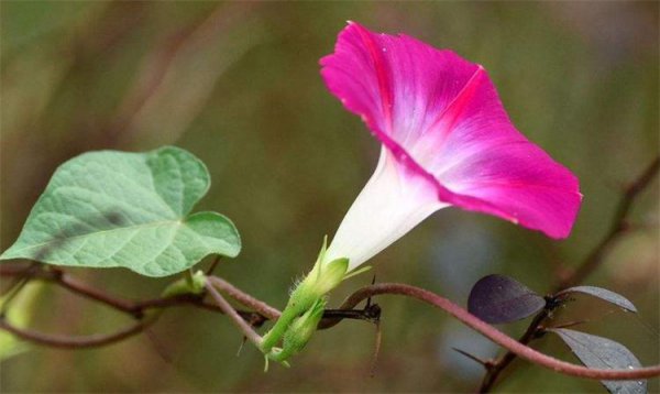 牵牛花代表什么象征意义