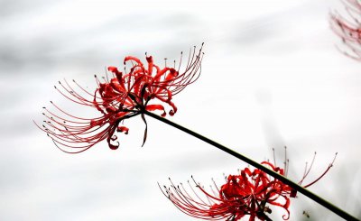 曼珠沙华花语是什么意思 曼珠沙华的真正含义