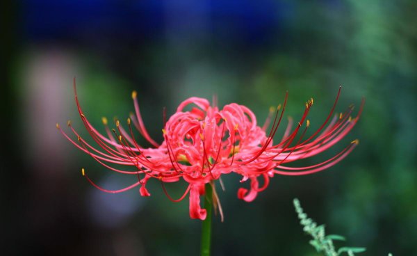 曼珠沙华花语是什么意思