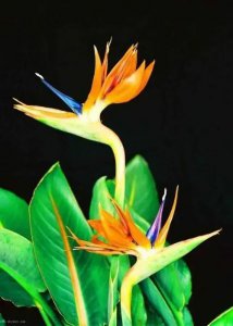 鹤望兰花的寓意是什么 浅谈鹤望兰花的花语
