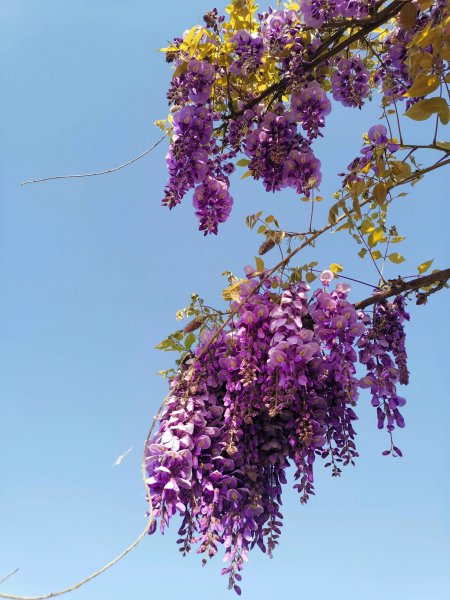 紫藤花语是什么
