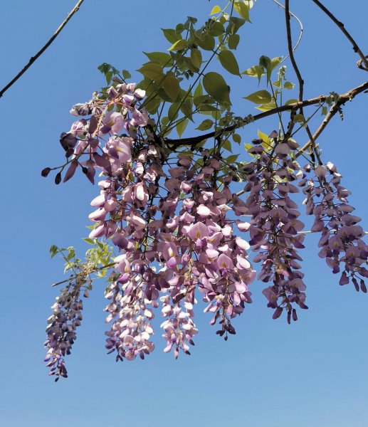 紫藤花语是什么