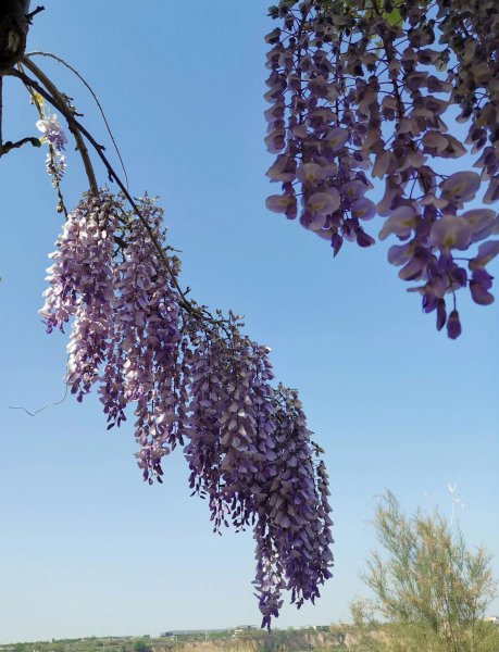 紫藤花语是什么
