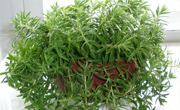 金叶佛甲草怎么繁殖