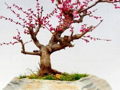 红梅盆景怎么养