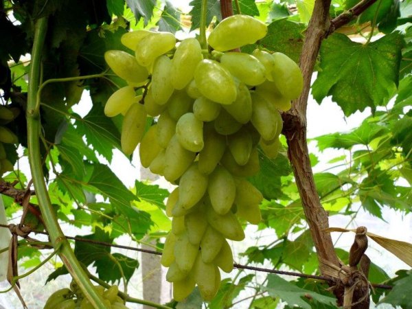 盆栽葡萄种植方法