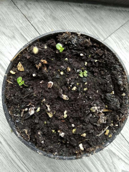 含羞草怎么养活