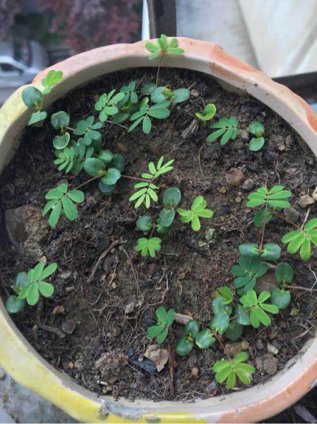 含羞草怎么养活