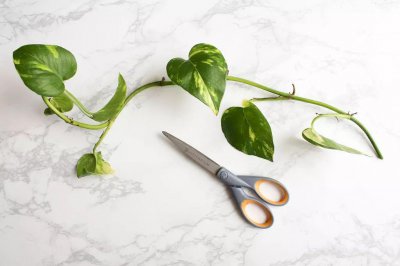 黄金葛植物怎么养 黄金缩缅葛的养护方法