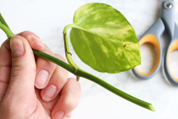 黄金葛植物怎么养