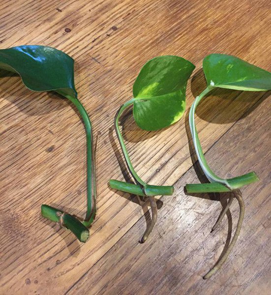 黄金葛植物怎么养
