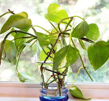 黄金葛植物怎么养