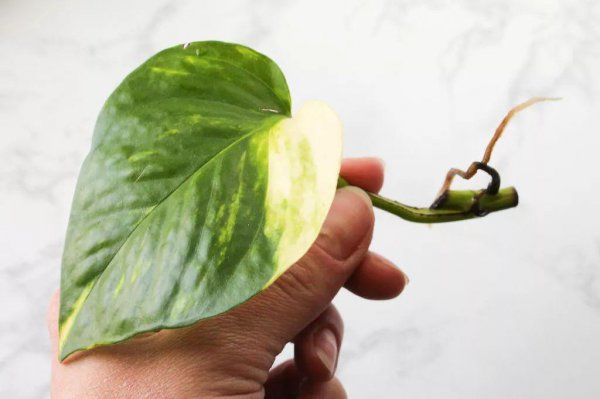 黄金葛植物怎么养
