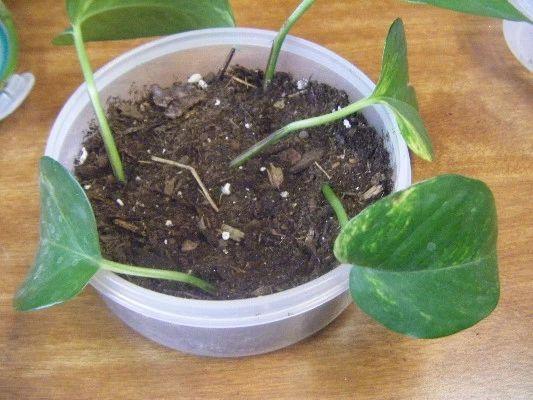 黄金葛植物怎么养