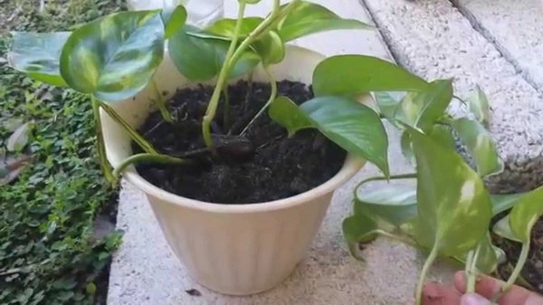 黄金葛植物怎么养