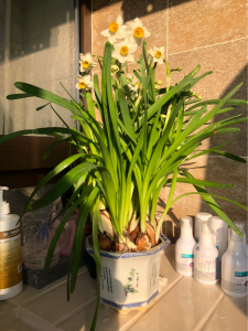如何种水仙花种球 水仙花的养护技巧